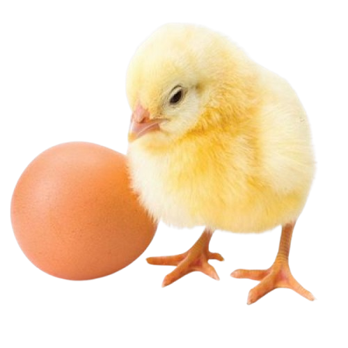 Day Old Chicks in Ghana