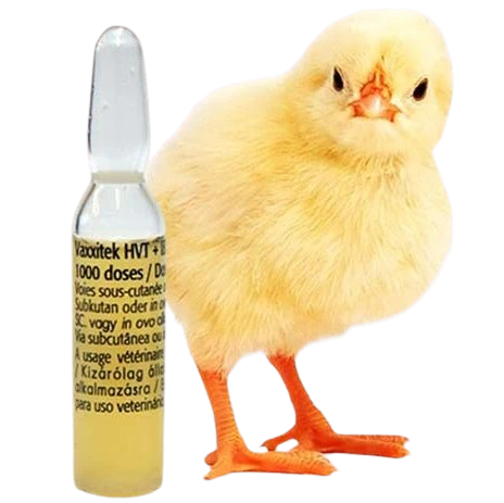 Day Old Chicks in Ghana